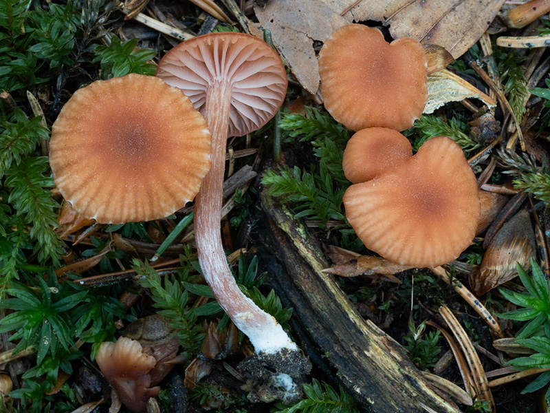 Laccaria laccata Laccaria laccata